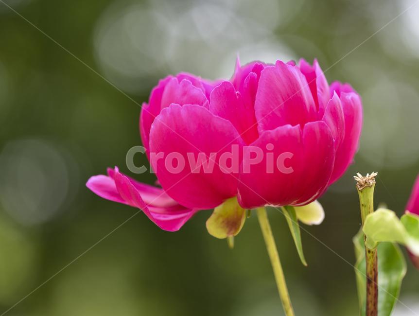 작약,작약꽃,봄꽃,꽃접사,접사,근접포토,식물생태,plant,식물,flower,꽃,마이크로접사,정원화,식물,자연,plants,nature,꽃,flower