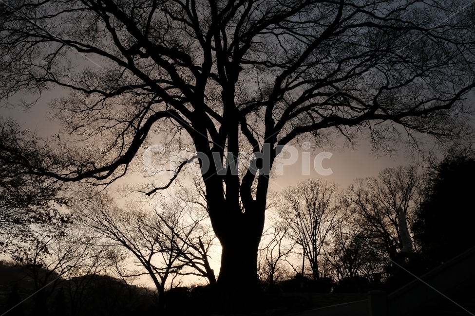 일몰,황금,나무,실루엣,자연,풍경,공세리성당,자연,풍경,nature,landscape,식물,plants,나무,trees,wood,실루엣,그림자,silhouette,shadow,plant,tree,tree trunk,나무 줄기