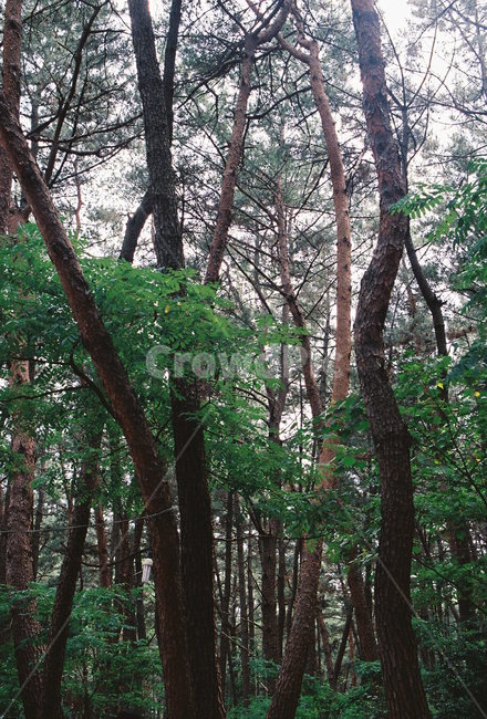산,나무,감성사진,필름,필름사진,숲,자연,풍경,nature,landscape,tree,tree trunk,나무 줄기,plant,식물