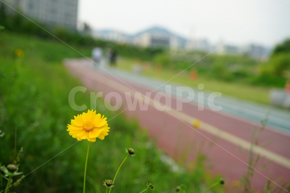 꽃,들꽃,들판,나들이,산책,산보,걷기,플라워,식물,화사,힐링,flower,스냅,자연,식물,자연,plants,nature,꽃,flower