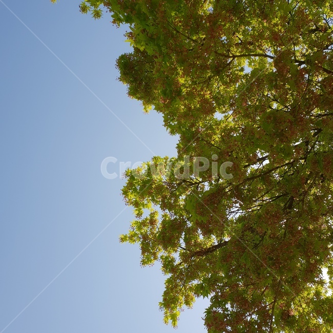 나뭇잎,나무,봄나무,봄,spring,자연,풍경,nature,landscape,tree,plant,식물,tree trunk,나무 줄기
