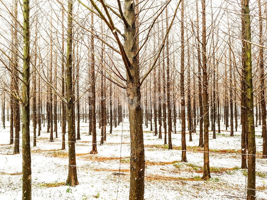 tree,나무,plant,식물,나무줄기,treetrunk,눈,snow
