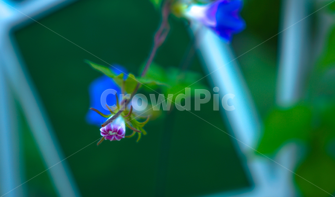 나팔꽃,꽃,들꽃,야생화,넝쿨,식물,자연,식물,자연,plants,nature,꽃,flower