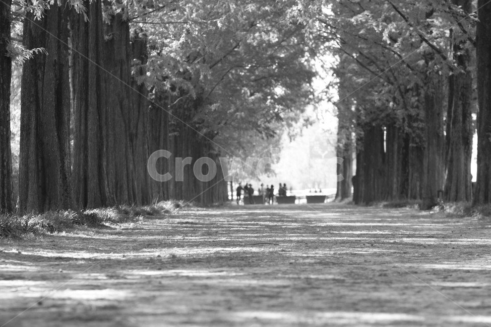메타세콰이어길,담양,가을,길,흑백,자연,풍경,nature,landscape,흑백,모노톤,monochrome,black and white,tree,나무,plant,식물,vegetation,초목