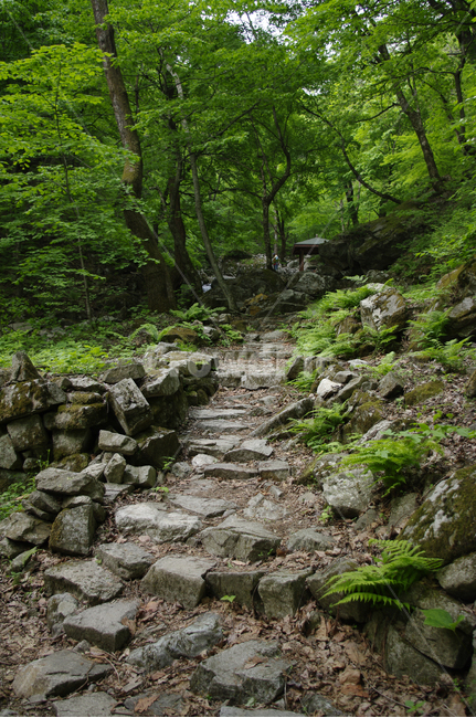 길,숲,나무,식물,돌,자연,풍경,nature,landscape,slate,슬레이트,path,통로,walkway,보도,ground,바닥