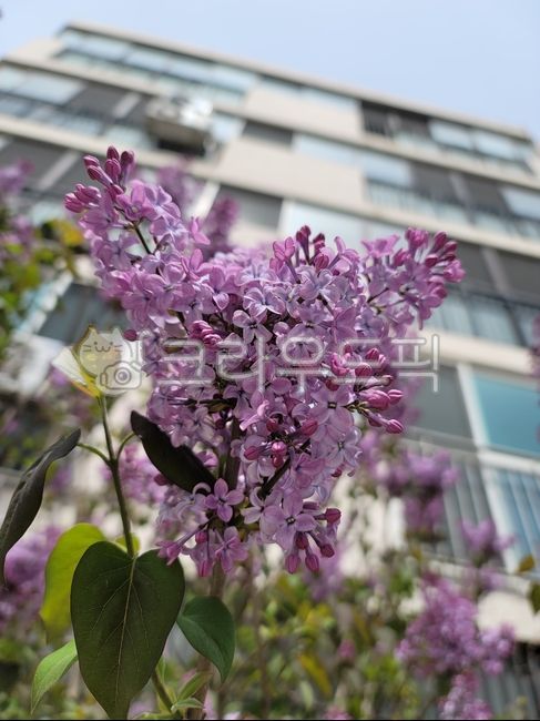 라일락,lilac,보라색꽃,연보라꽃,flower,blossom,꽃,꽃,flower