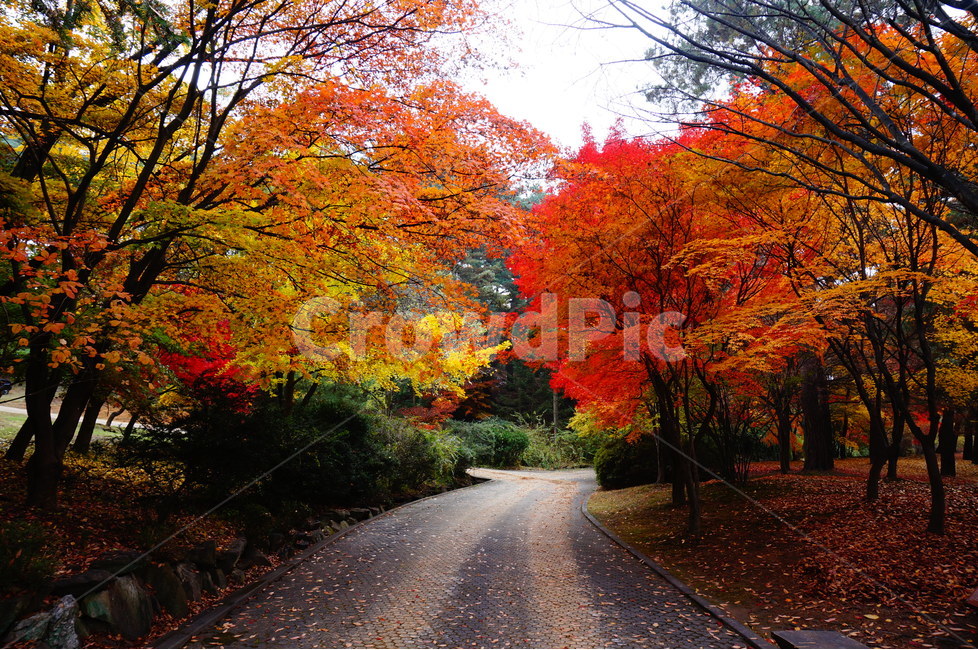 현충사,가을,단풍,나무,빨강,풍경,가을,계절,fall,autumn,season,자연,풍경,nature,landscape,한국자연풍경,한국자연경관,korea nature landscape,leaf,잎,plant,식물,maple,tree