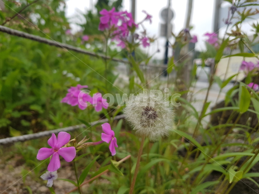 꽃,자연,민들레,풍경,보라꽃,봄,길
