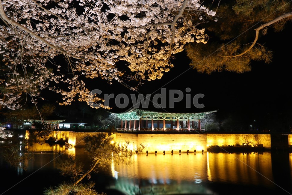 벚꽃,야경,동궁과월지,경주,드라이브,봄,한국적인,관광지,야경,밤,풍경,nightscape,night,landscape,랜드마크,landmark,tourist attraction,한국랜드마크,한국관광지,한국명소,korea landmark,korea tourist attraction,건축물,건물외관,exterior,building,structure,architecture,construction