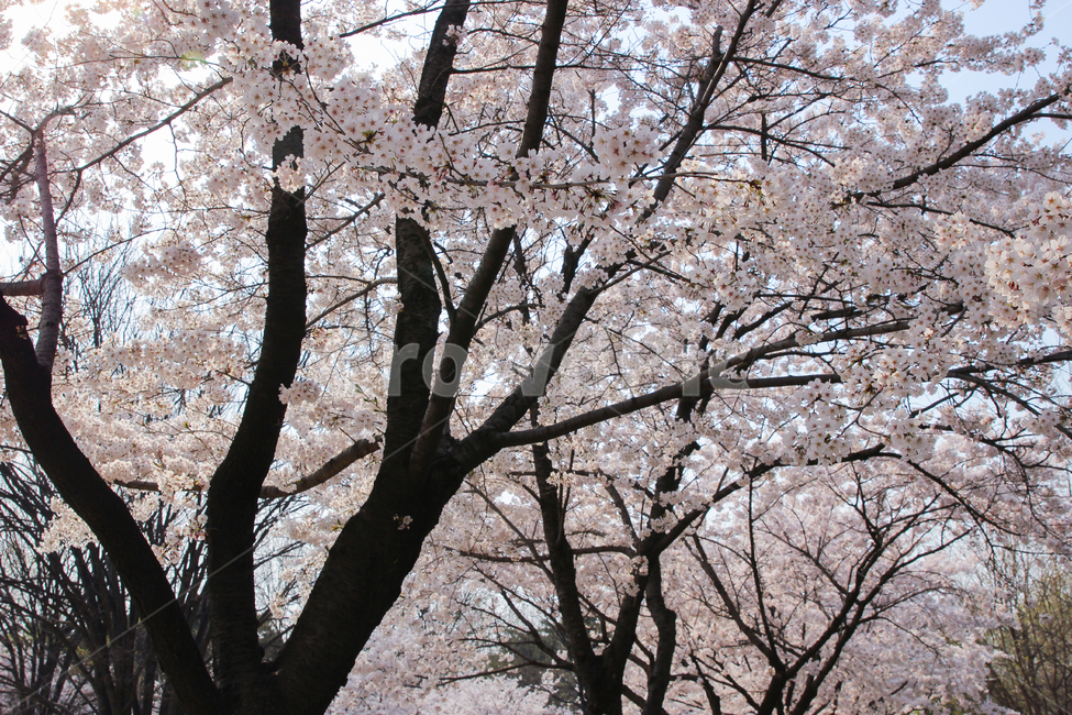 꽃,벚꽃,분홍색,벚꽃나무,식물,plant,flower,blossom,봄,따뜻한,꽃잎,4월,가지,나무,사쿠라,예쁜,아름다운,행복,기념,향기,냄새,내음