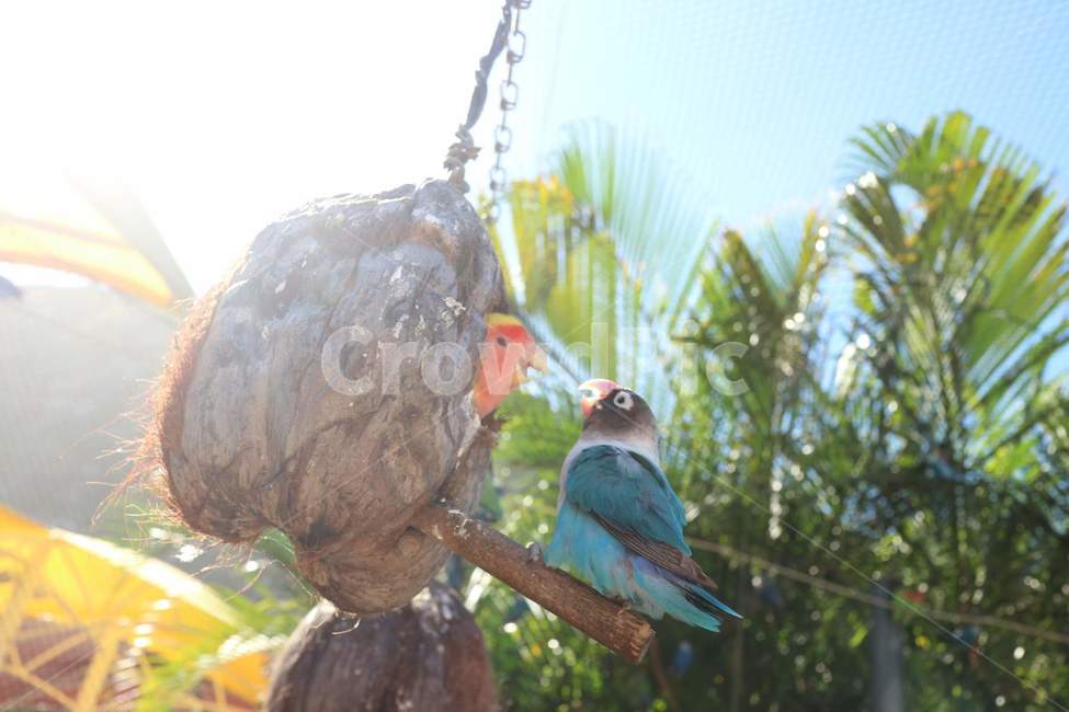 animal,동물,bird,새,앵무새,parrot,한쌍,couple,blue,새집,birdhouse,작은,small,새장,birdcage