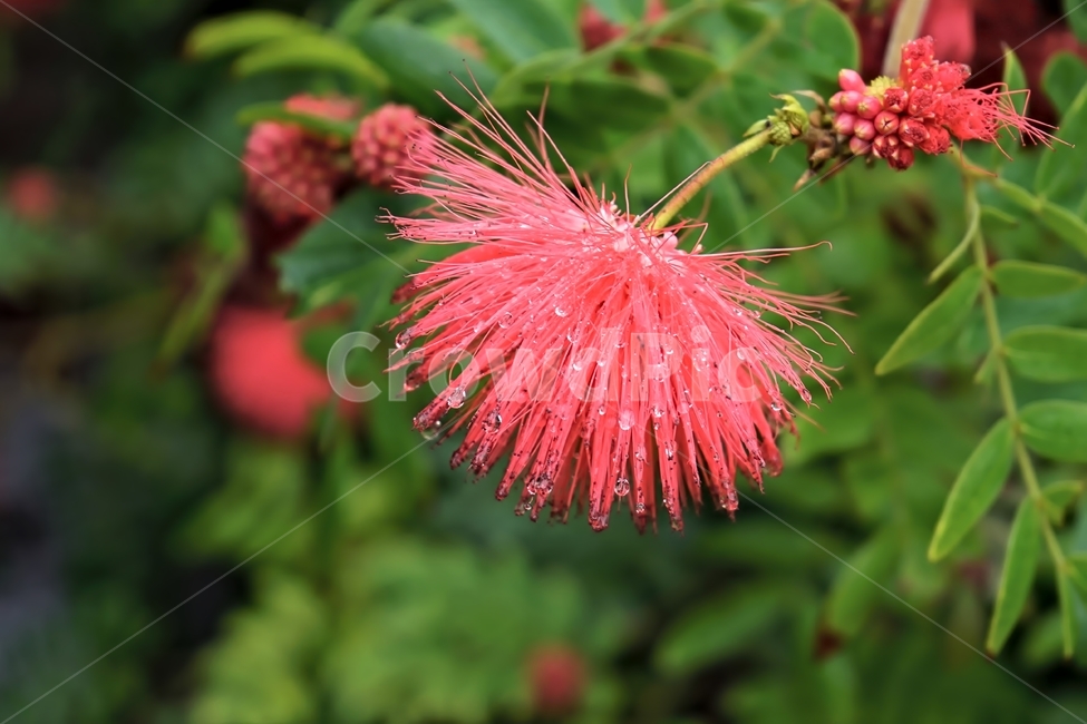케리안드라,콩과식물,볼리비아원산,빗방울,붉은색,꽃,식물,calliandra,calliandrahacmatoccphala,beautiful,plant,flower,식물,자연,plants,nature,꽃,flower