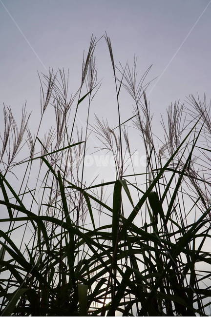 갈대,식물,숲,풀,감성,시골,reed,식물,자연,plants,nature
