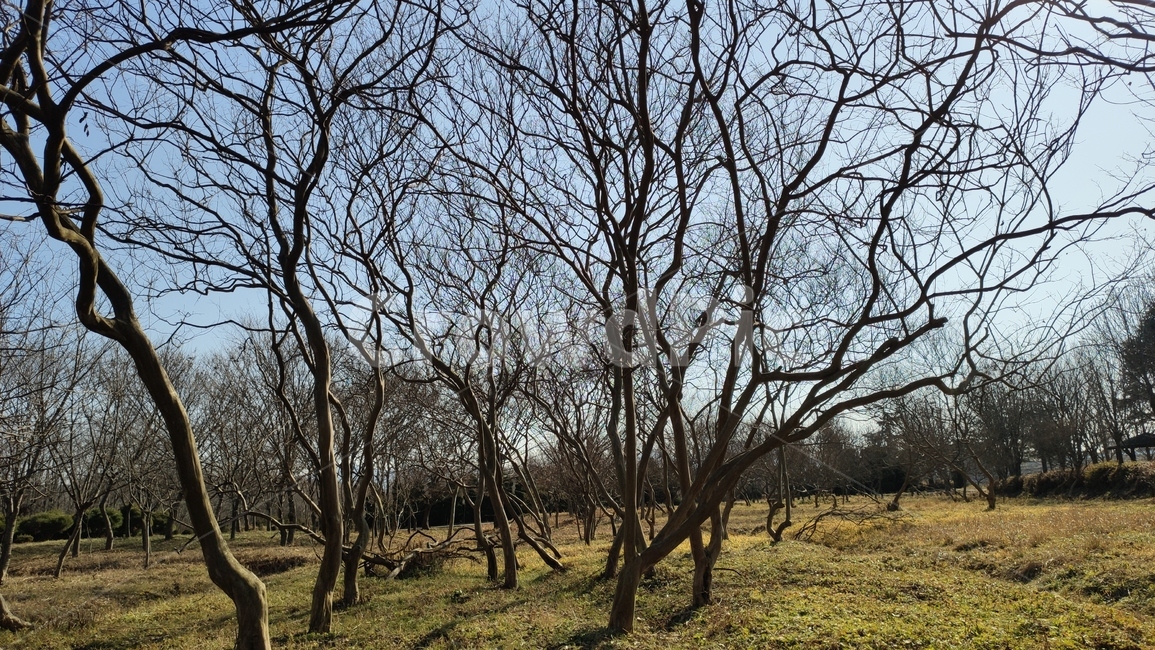 정원수,tree,나무,plant,식물,treetrunk,나무줄기,식물,자연,plants,nature,나무,trees,wood