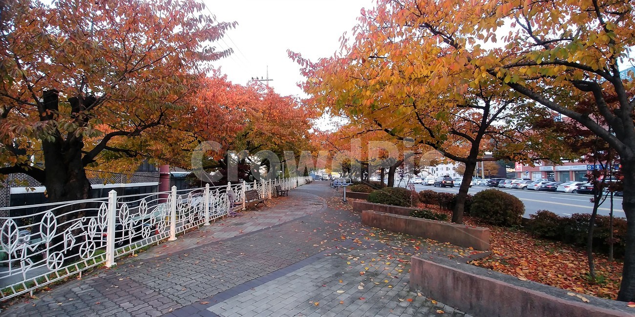 벚나무,벚나무단풍,가로수,가을단풍,단풍,도시풍경,가을,계절,fall,autumn,season,tree,나무,plant,식물,maple,leaf,잎