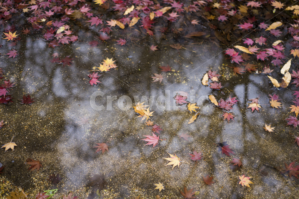 낙엽,반영,단풍,가을,만추,쓸쓸함,가을,계절,fall,autumn,season,plant,식물,leaf,잎,tree,나무