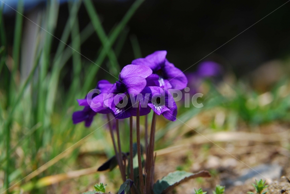 보라,바이올렛,제비꽃,봄,식물,꽃,계절,자연,plants,nature,접사,야생화,들꽃,봄,계절,spring,season,식물,자연,plants,nature,꽃,flower,blossom,iris,아이리스,plant,geranium,제라늄