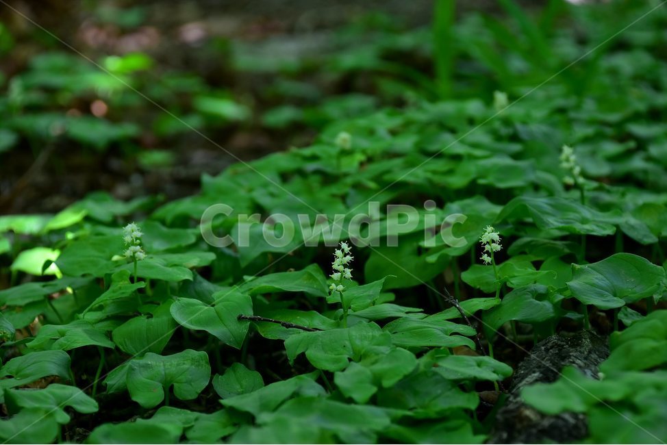 두루미꽃,야생화,꽃,식물,자연,생태,플라워,flower,plants,nature,식물,자연,plants,nature,꽃,flower