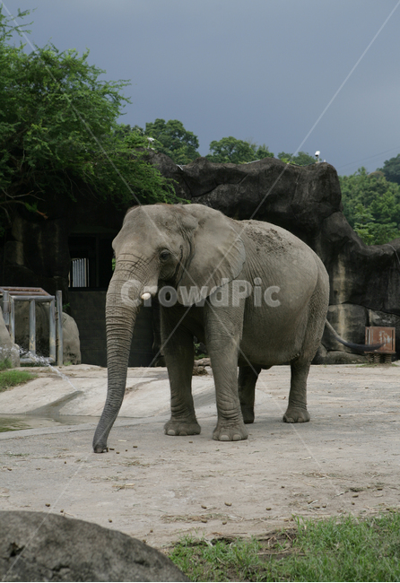 elephant,코끼리,animal,동물,mammal,포유류,wildlife,야생동물,초식동물,거대동물,big