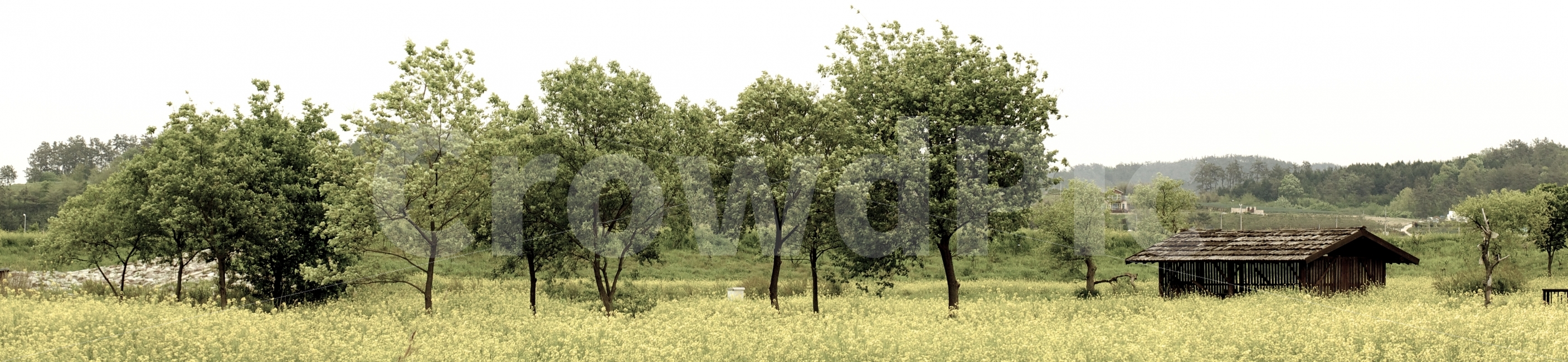 풍경,나무,들판,판자집,집,꽃밭,여유,바람,노랑,초록,자연,풍경,nature,landscape,outdoors,옥외,tree,plant,식물,field,들,grassland,목초지