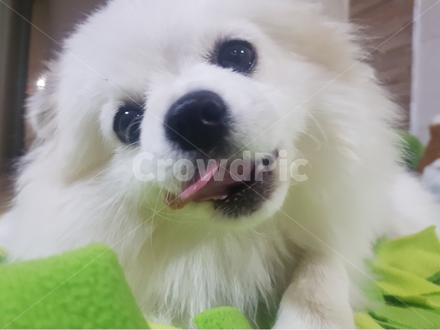 반려견,애완견,반려동물,동물,귀여움,강아지,개,잠,강아지잠,강아지웃음,동물,animal,포유류,mammal,개,강아지,dog,doggy