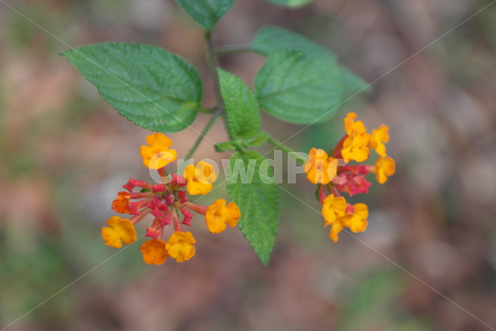 자연,꽃,접사,들꽃,식물,꽃봉오리,야생,여름,식물,자연,plants,nature,꽃,flower
