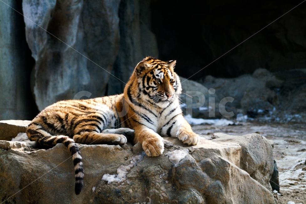 동물,호랑이,휴식,고양이,동물원,동물,animal,포유류,mammal