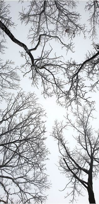 자연,tree,나무,ice,하늘,숲,눈내린숲