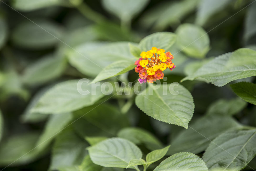 란타나카마라,꽃,flower,정원,lantanacamara,plant,식물,식물,자연,plants,nature,꽃,flower
