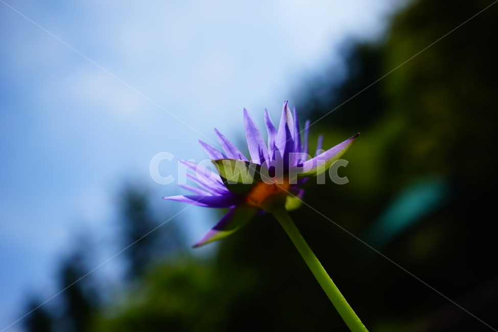 수련,연꽃,연못,식물,수생식물,자연,여름,8월,summer,august,nature,풍경,landscape,플라워,flower,plants,aquaticplant,lotus,pond,waterlily,수련꽃,하늘,블루,blue,sky,여름꽃,꽃사진,식물,자연,plants,nature,꽃,flower