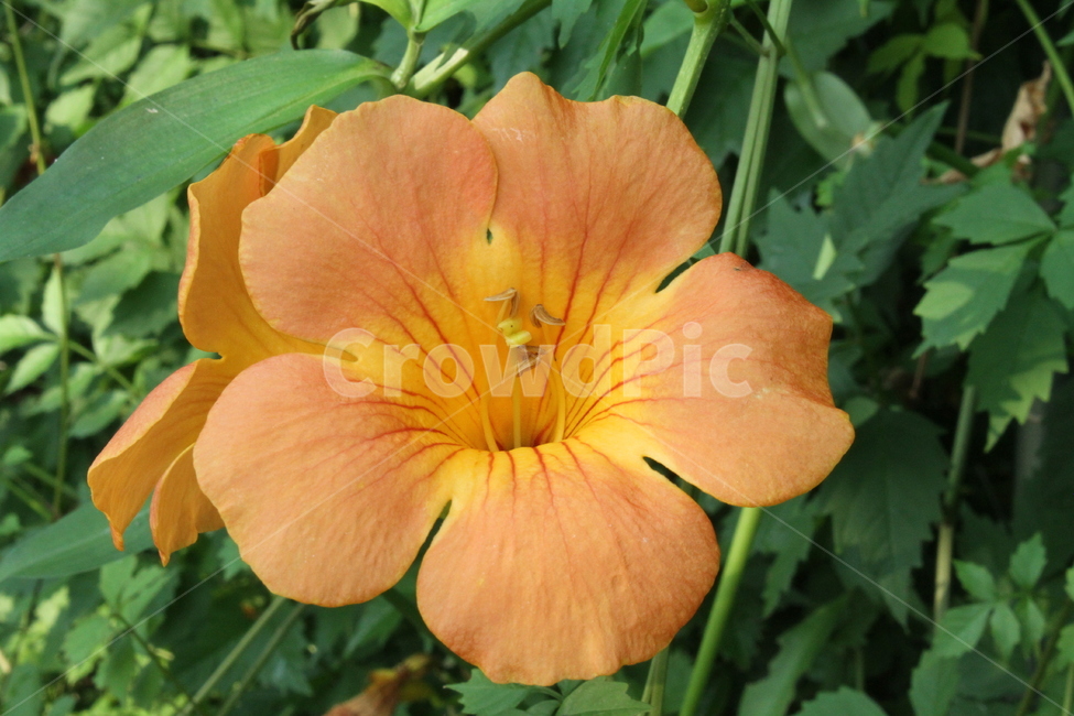 꽃,능소화,식물,정원수,trumpetcreeper,식물,자연,plants,nature,꽃,flower