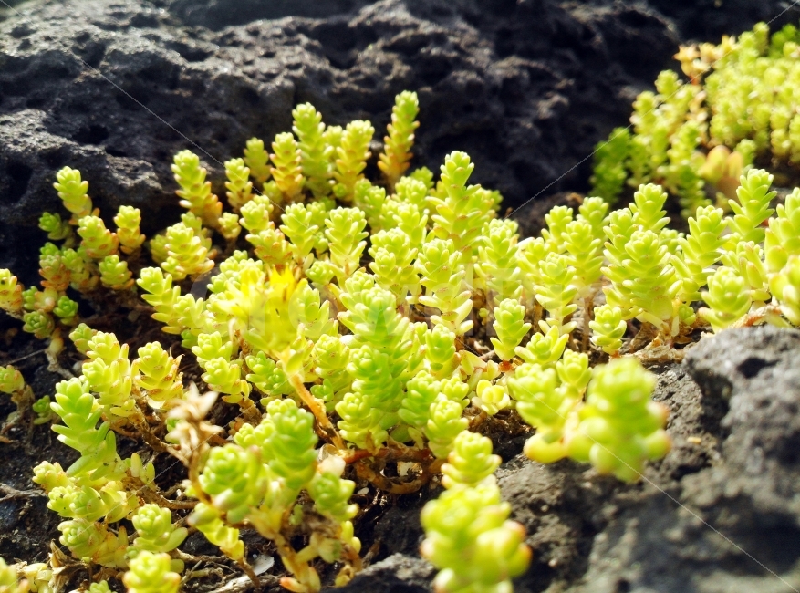 바위,이끼,바위식물,바위풀,돌풀,식물,자연,plants,nature