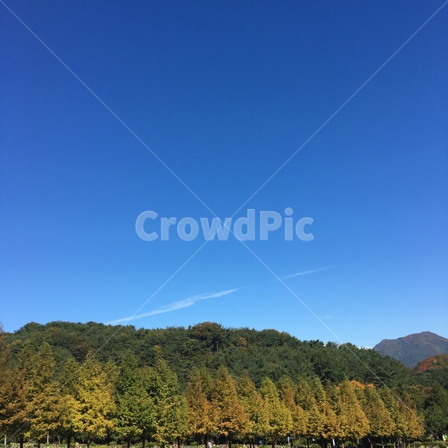 가을,하늘,푸른,나무,울창한,산책로,심플한,자연,풍경,nature,landscape,outdoors,옥외