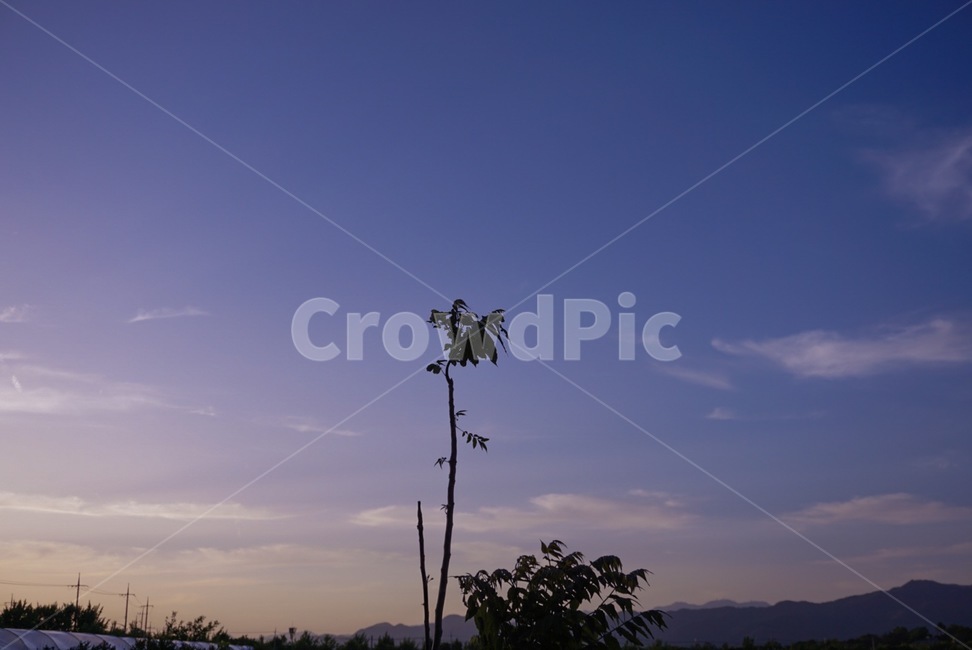 하늘,풀,sky,grass,자연