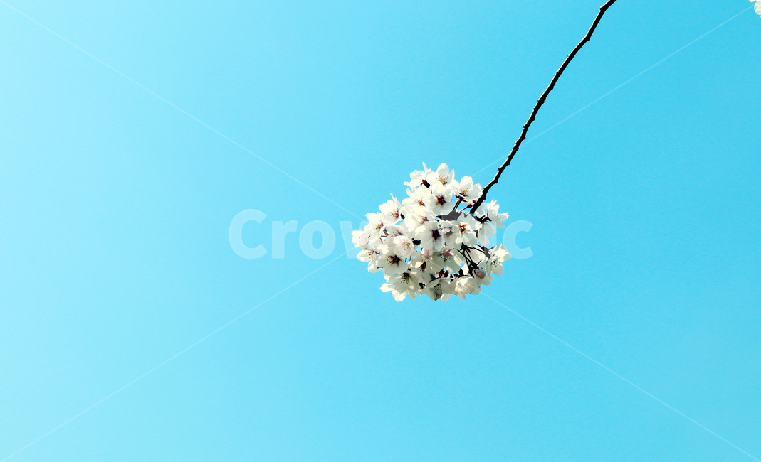 벚꽃,벗꽃,꽃,봄,개화,한송이,배경화면,절정,불광천,봄,계절,spring,season,식물,자연,plants,nature,꽃,flower