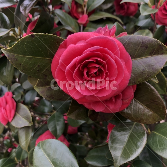 장미,꽃,장미꽃,봄,빨간색,동백꽃,flower