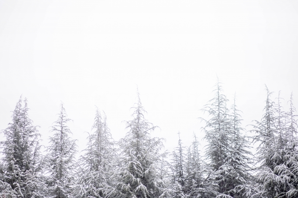 snow scene,nature,tree,winter,cold,snow field,loneliness,winter tree,snowscene,cloudy,healing,natural scenery,white,romantic,snow,emotional photo,winter scenery