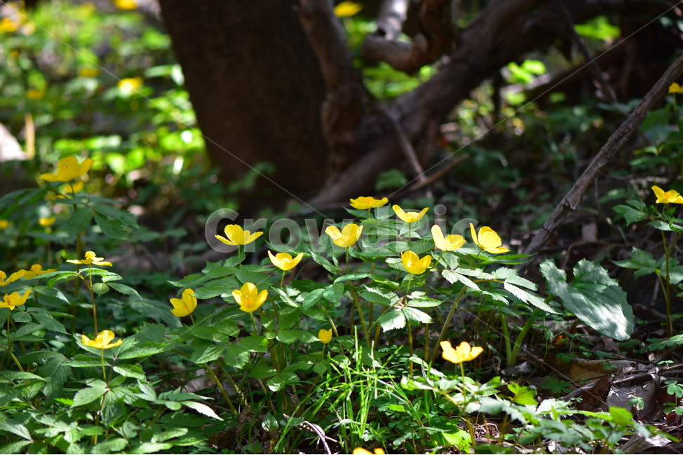피나물,야생화,꽃,생태,식물,자연,산꽃,봄,감성,힐링,플라워,계절,시즌,wild,Flower,plants,nature,spring,season,식물,자연,plants,nature,꽃,flower