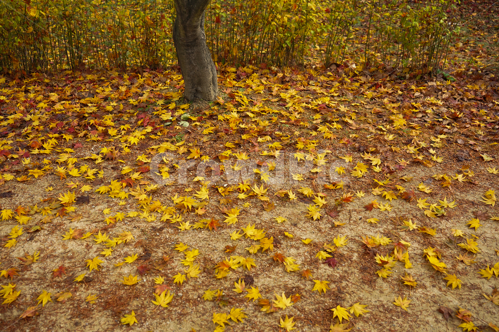 가을,낙엽,단풍,공원,나무,계절,감성,가을,계절,fall,autumn,season,leaf,잎,plant,식물,ground,바닥,tree,tree trunk,나무 줄기