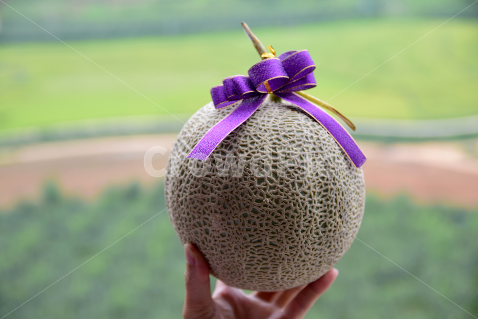 멜론,메론,과일,열대과일,식재료,손,박과,리본,열매,melon,fruit,food,hand,finger,음식,식재료,요리,food,cook,meal,dishes,food reserves,과일,열매,fruit