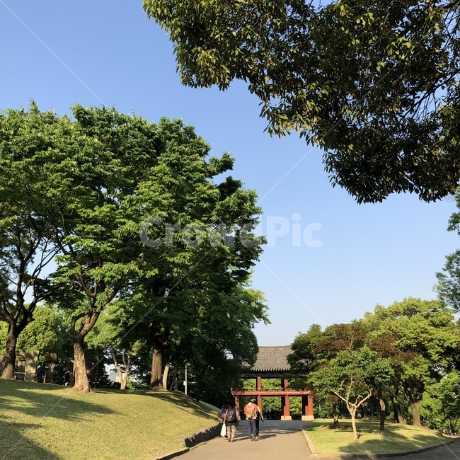 나무,한옥,한국적인,산책,하늘,평화로운