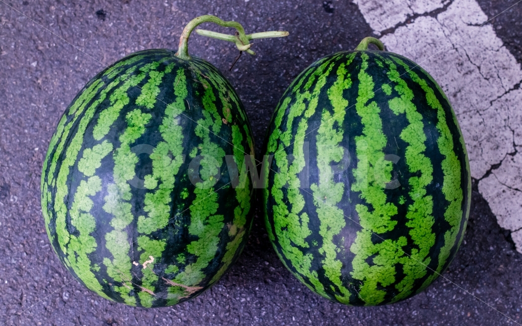 수박,여름,음식,초록색,식물,식품,식자재,식재료,재료,green,음식,식재료,요리,food,cook,meal,dishes,food reserves,채소,야채,vegetables