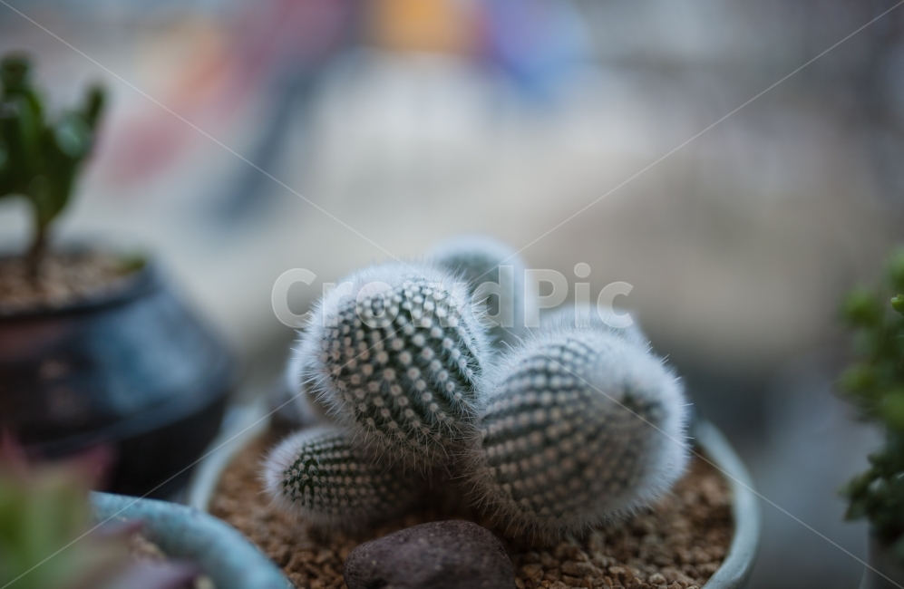 다육이,선인장,다육식물,식물,가시,식물,자연,plants,nature,실내용화초,화분,화초,house plant,감성,sensible,feeling