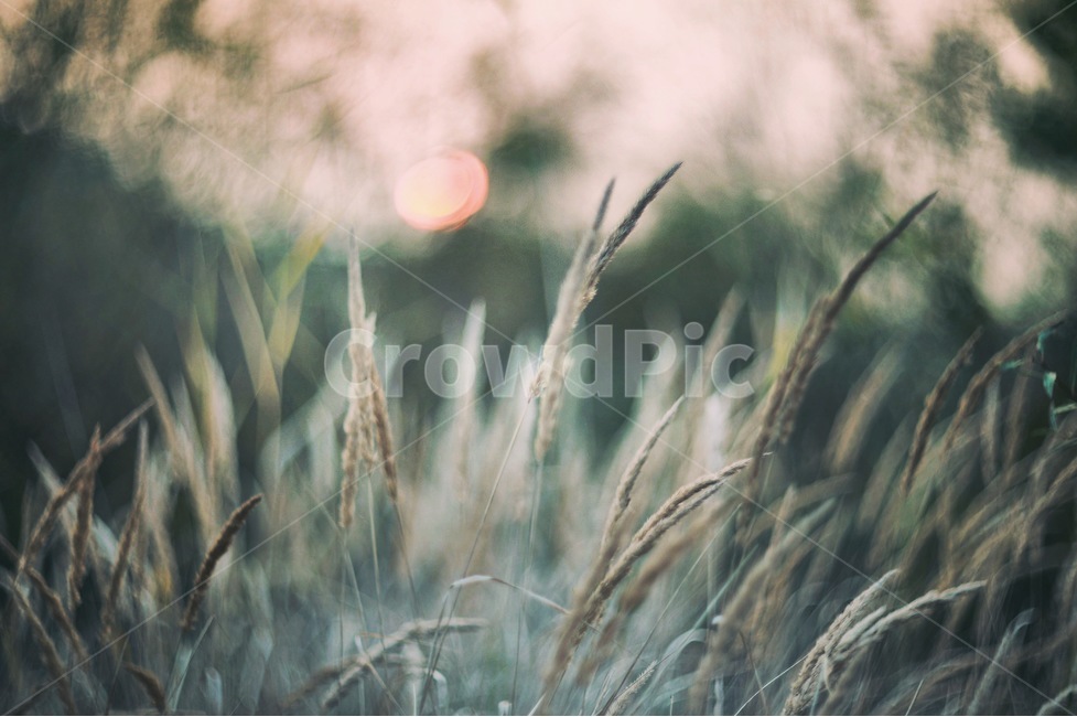 풀,초록,노을,필름느낌,자연,식물,자연,plants,nature,감성,sensible,feeling