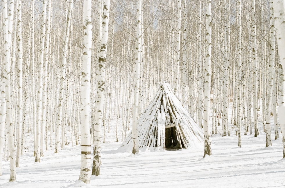 인제자작나무숲,자작나무,자작나무숲,설경,눈,필름사진,자연,풍경,nature,landscape,겨울,계절,winter,season,outdoors,옥외,rural,농촌,building,건물
