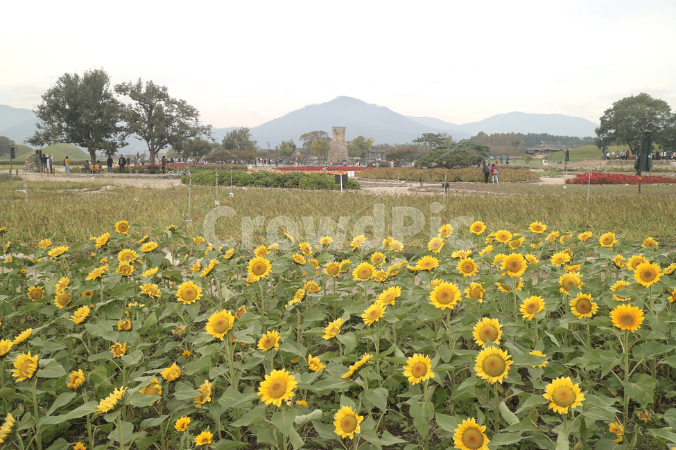 경주,가을,첨성대,해바라기,꽃,자연,sunflower,nature