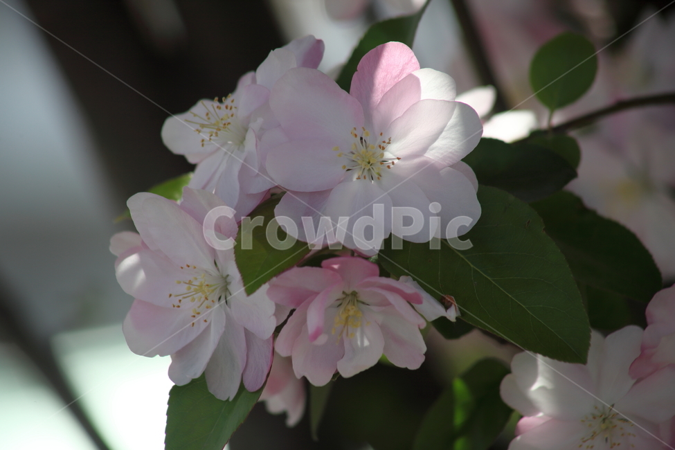 꽃사과나무,서부해당화,꽃아그배나무,봄,crabapple