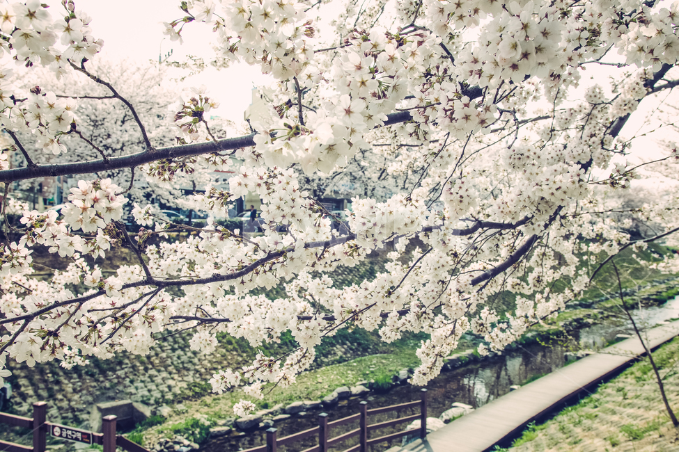 벚꽃,꽃,봄,spring,flower,sakura,cherry,blossom,봄,계절,spring,season,식물,자연,plants,nature,꽃,flower,plant