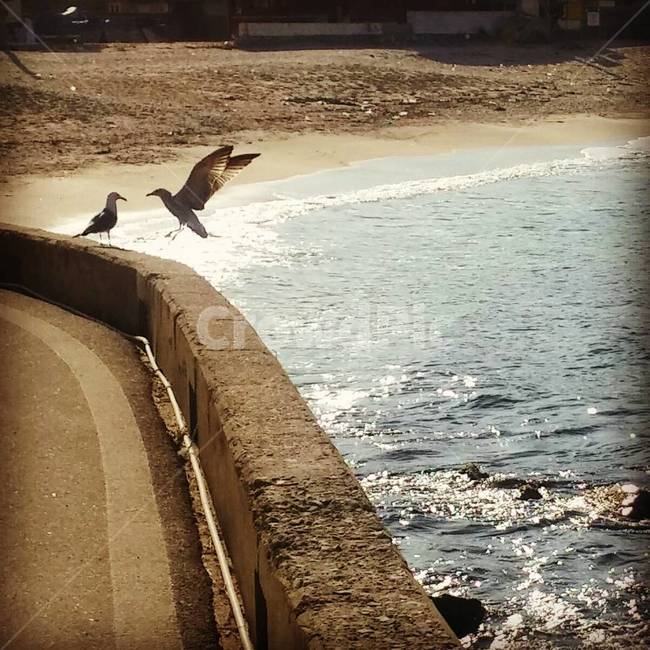 물,자연,새,동물,바다새,water,nature,outdoors,bird,대양,ocean,sea,바다,해안선,갈매기