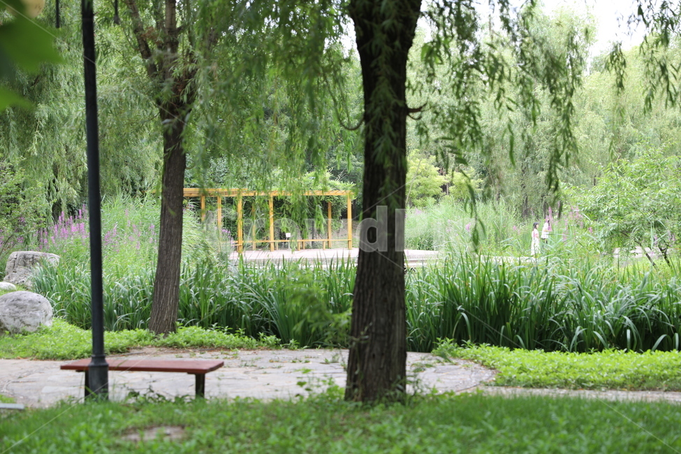 풍경,벤치,공원,나무,길,자연,풍경,nature,landscape
